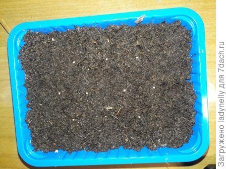 Гипоестес. Тоже будущий