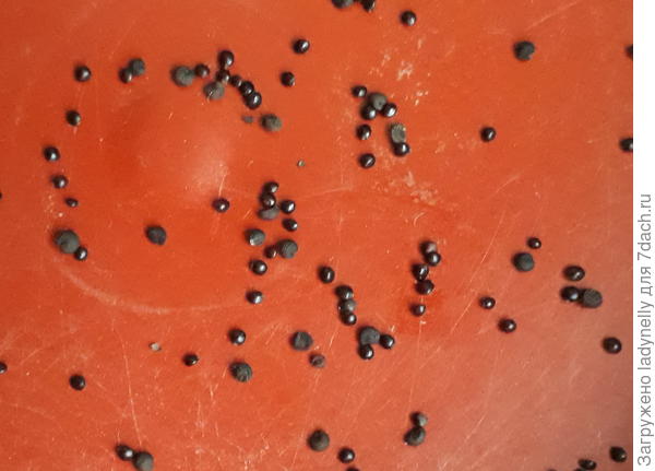 Семена поближе