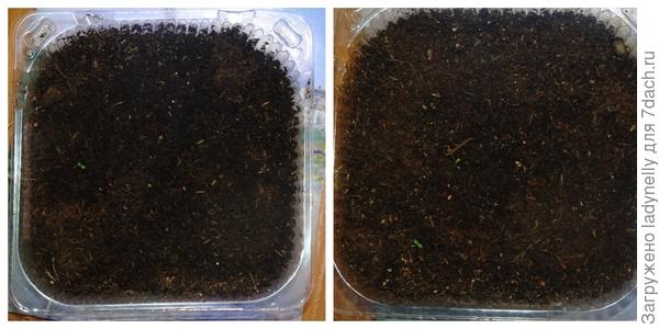 Барон Солемахер от Седека и Поиска.