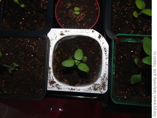 "Трилистник"