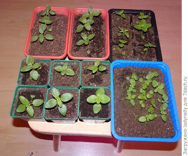 Пересаженные