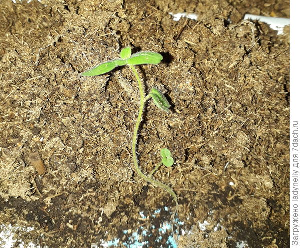 перед перосадкой