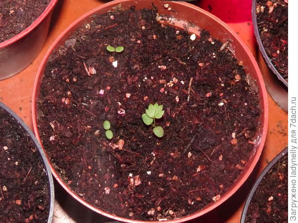 Видимо некотрым семенам нужен стресс чтобы взойти.