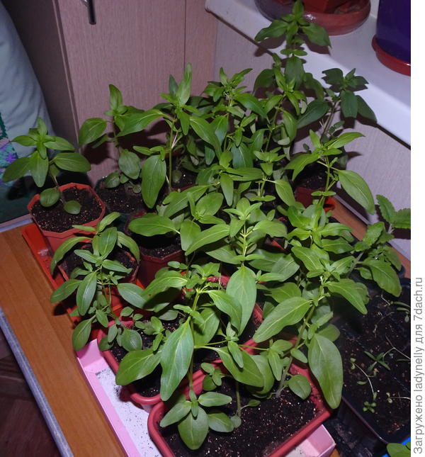 Вот такие "львята" Уже совсем не малыши...