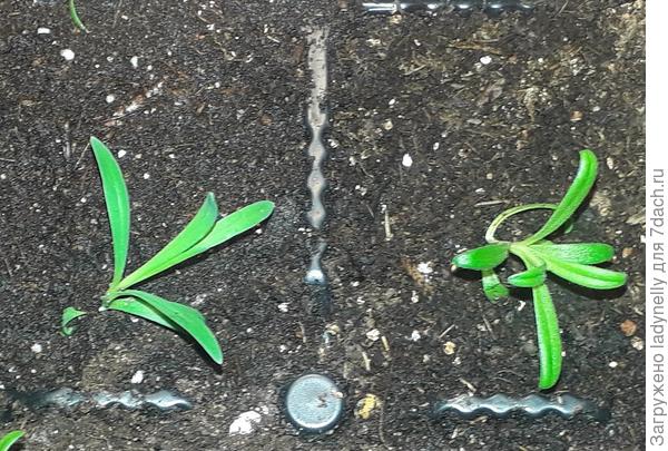 Гвоздика слева, справа неизвестное растение