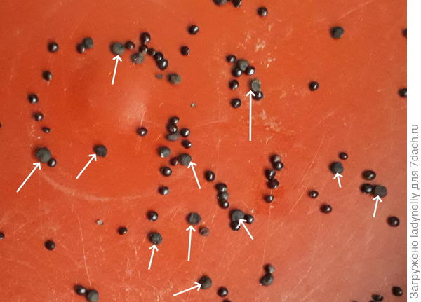 Семена из которых оно выросло указано стрелочками.