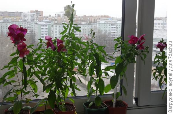 Цветут.  Четыре бордовых, розовый и белый