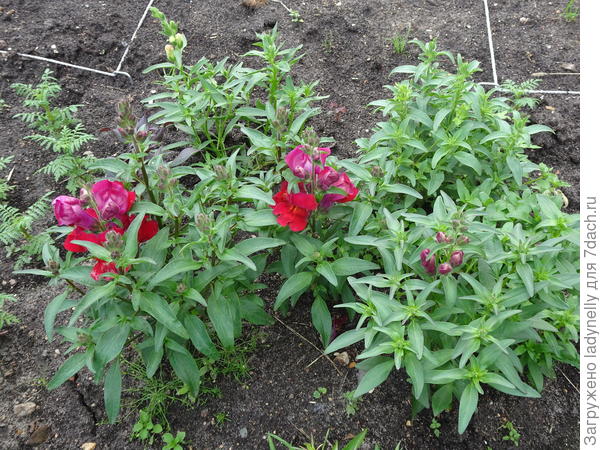 Куртинка самых маленких львят, в том числе укоренных черенков.