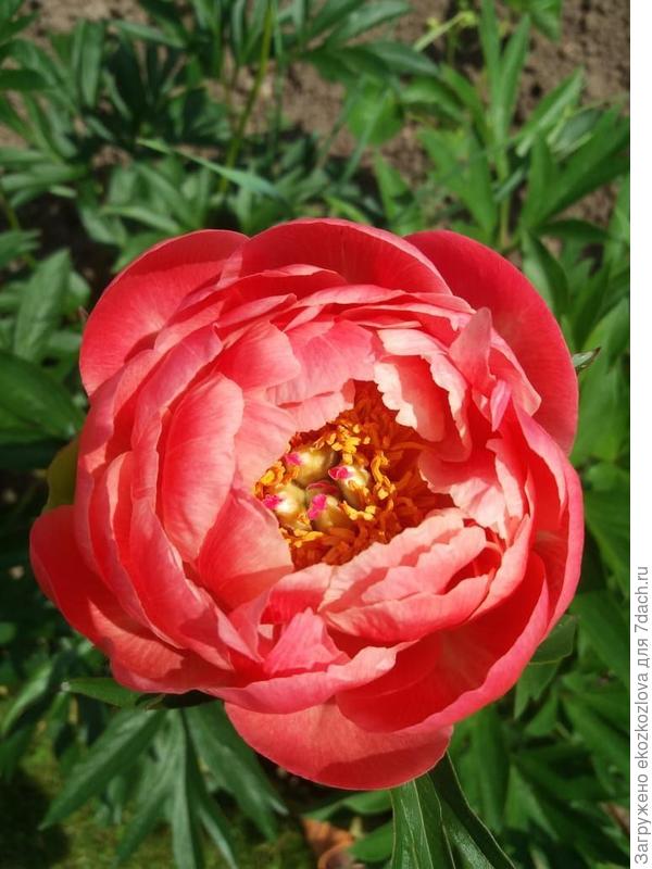 Пион травянистый Корал Чарм,