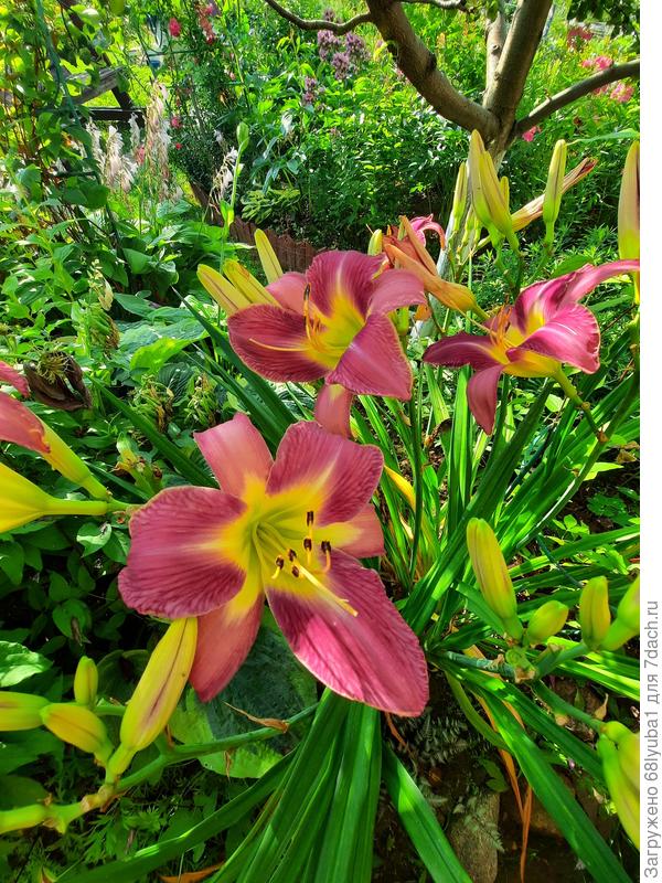 Лилейник растет в тени большой яблони. И цветет, а главное как? Шикарно.