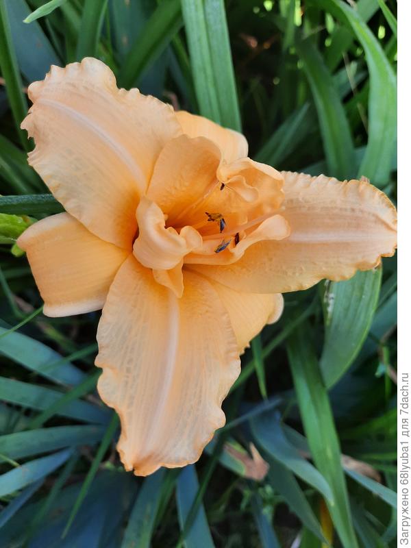 Махровый. Высота 60 см. Цвет нежный.