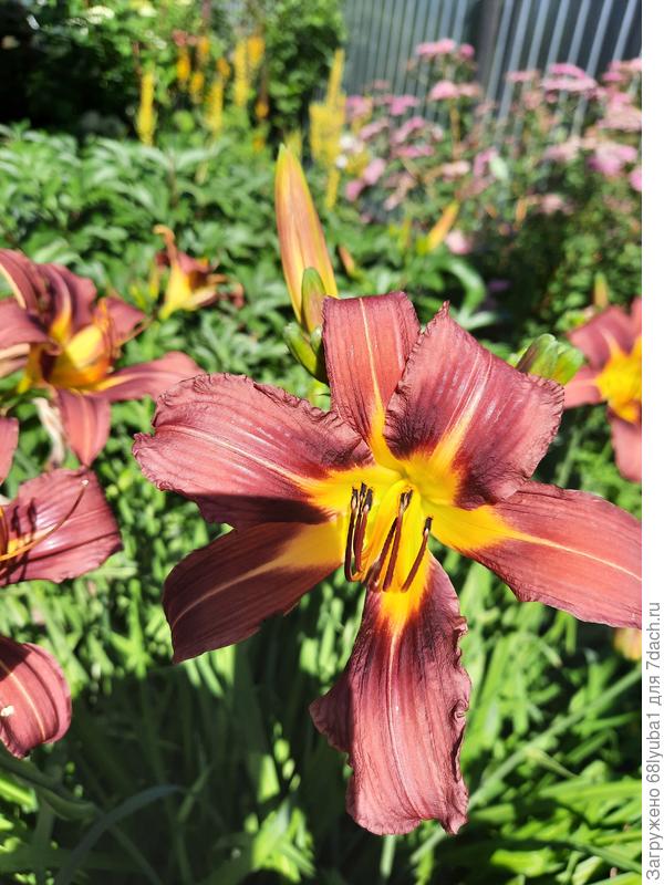 Высокий лилейник. Очень быстро наростает.