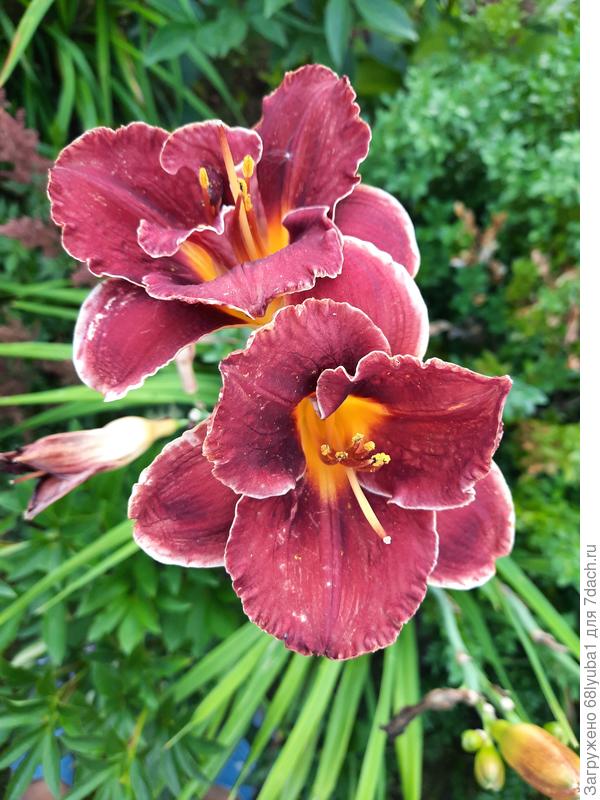 Найт Эмберс