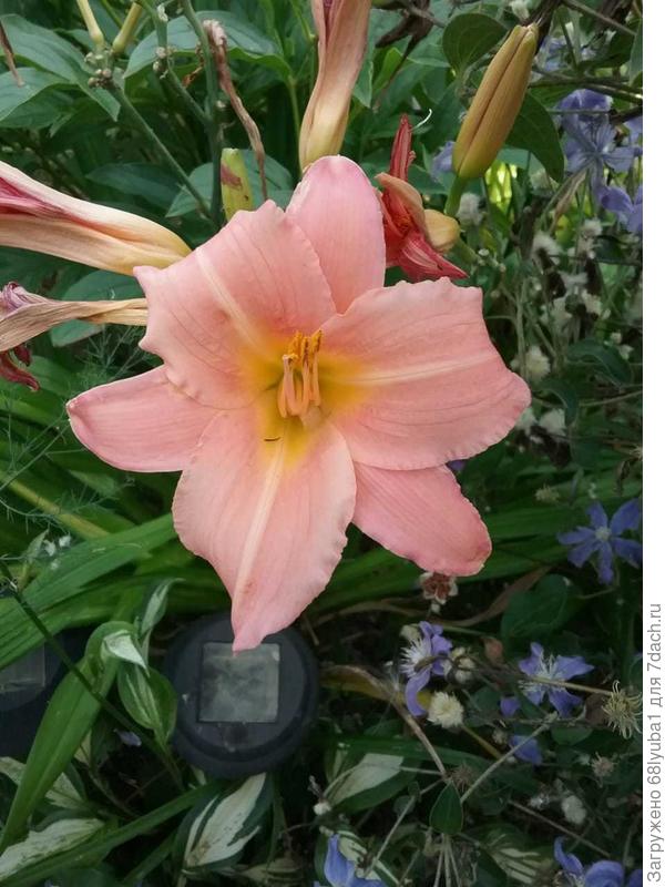 Предположительно Он зе Он. Очень нежный, теплый цвет.