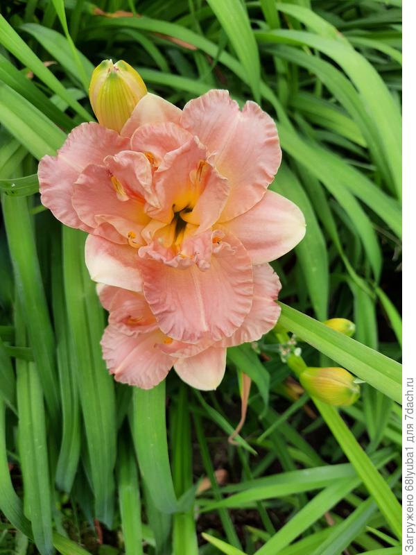 Невысокий, маленький лилейник, махровый.