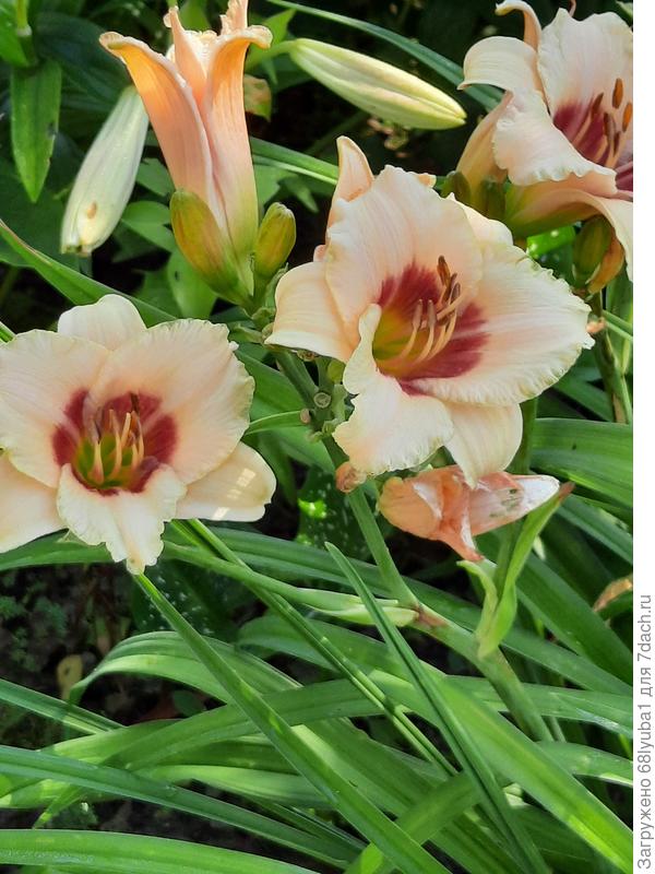 Пандорас Бокс