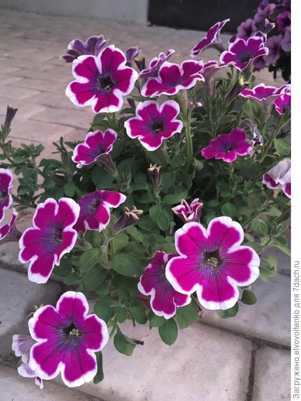 петуния