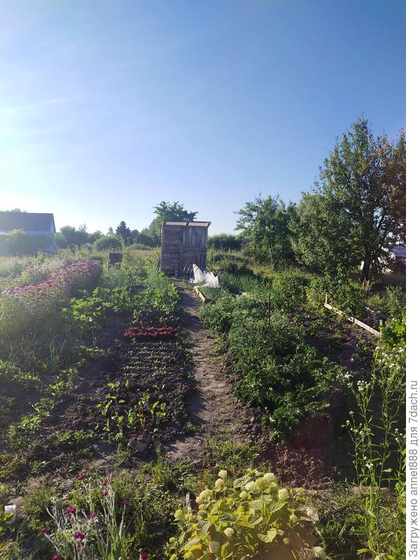 Огород по быстрому. За полтора месяца сделали грядки, сколотили сарай. Цветы от старых хозяев