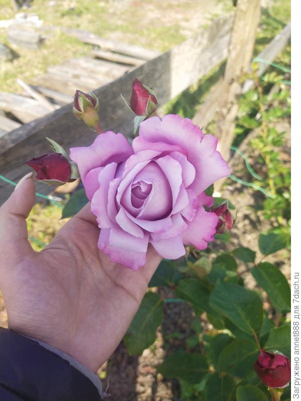 Плетистая роза Блю Мун