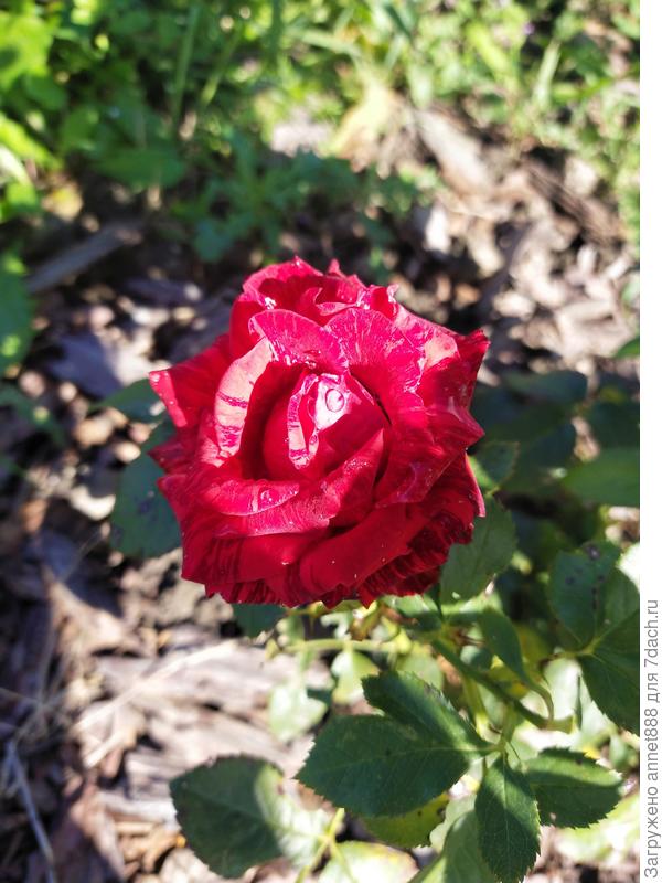 Роза Ред интуишн