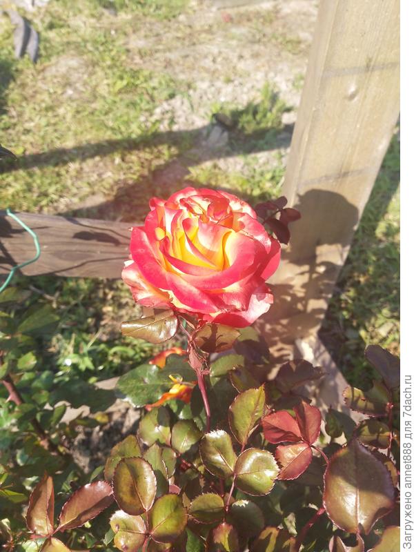 Плетистая роза Роскошный вид