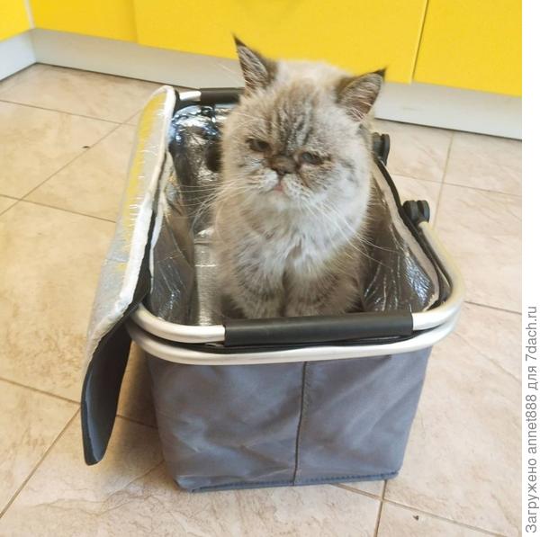 так он собирает себя на дачу)) но увы, котик квартирный)