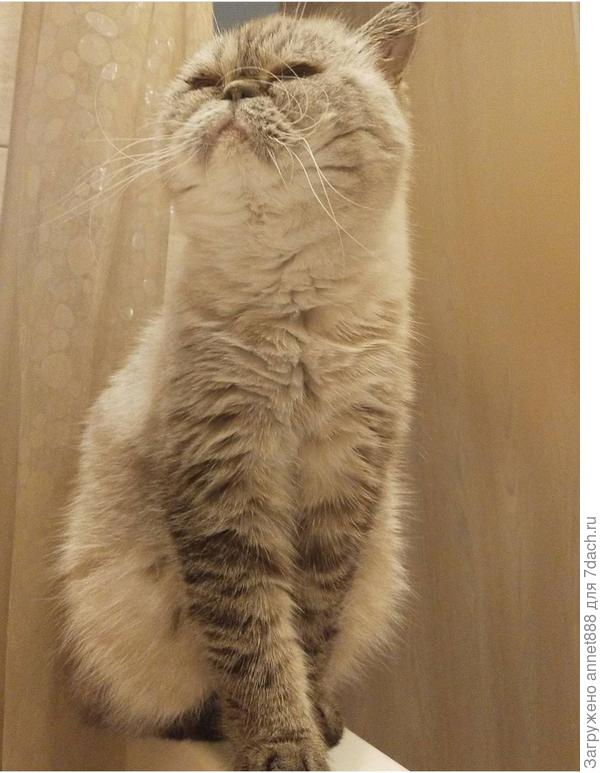 Всегда сидит на бортике ванны, когда кто-то ее принимает)) присматривает)) еще ни разу не пропустил))