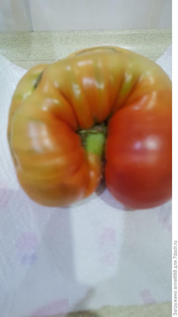 Гигантский томат