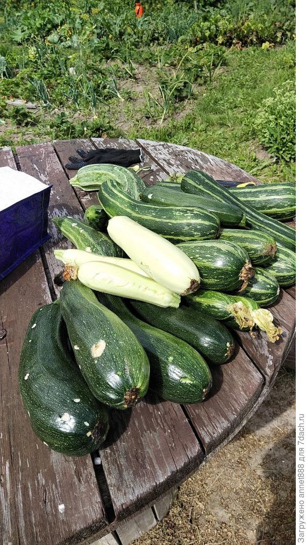 Первый урожай 09.07