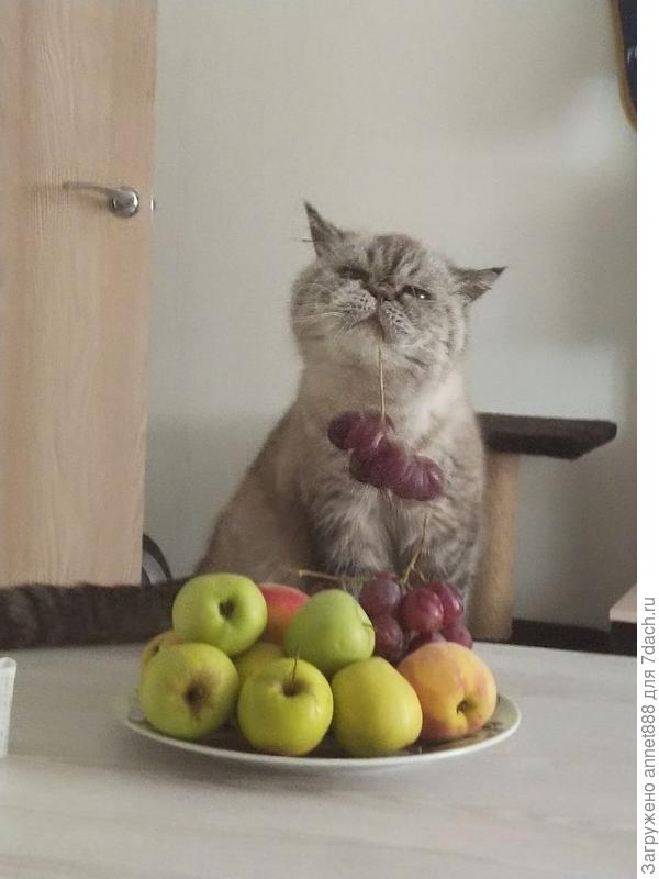 Котюрморт))