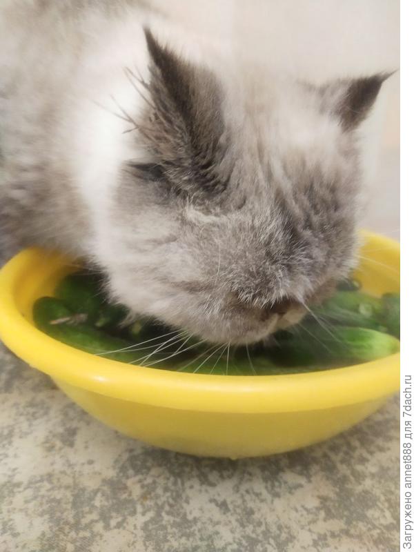 Пересчитывает урожай)