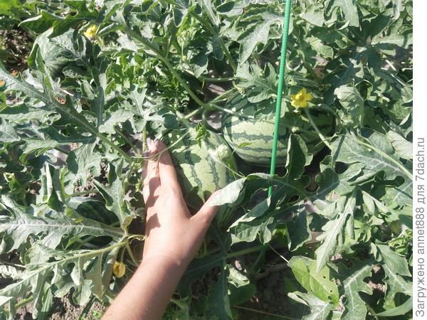 Арбузики наливаются. Эти самые большие из всех