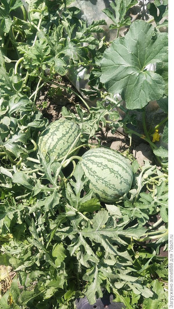 Ещё парочку