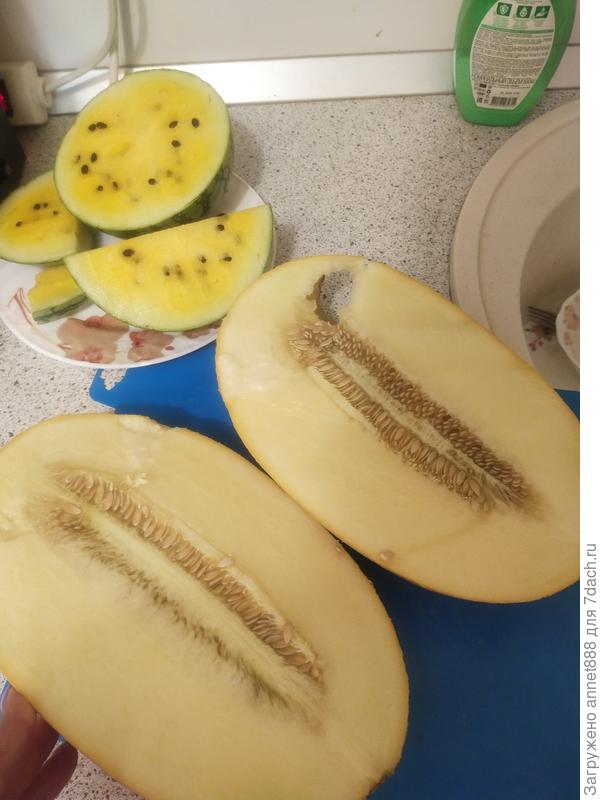 Дыня Багира F1