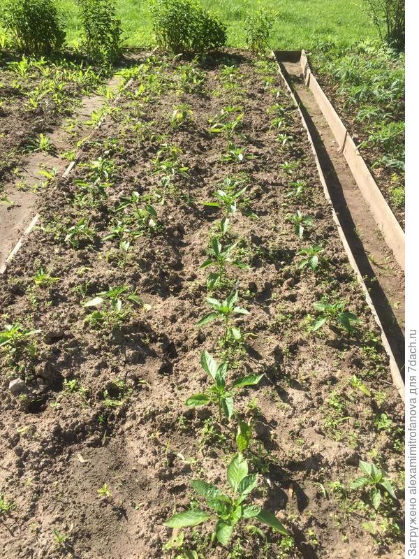 перец Фунтик