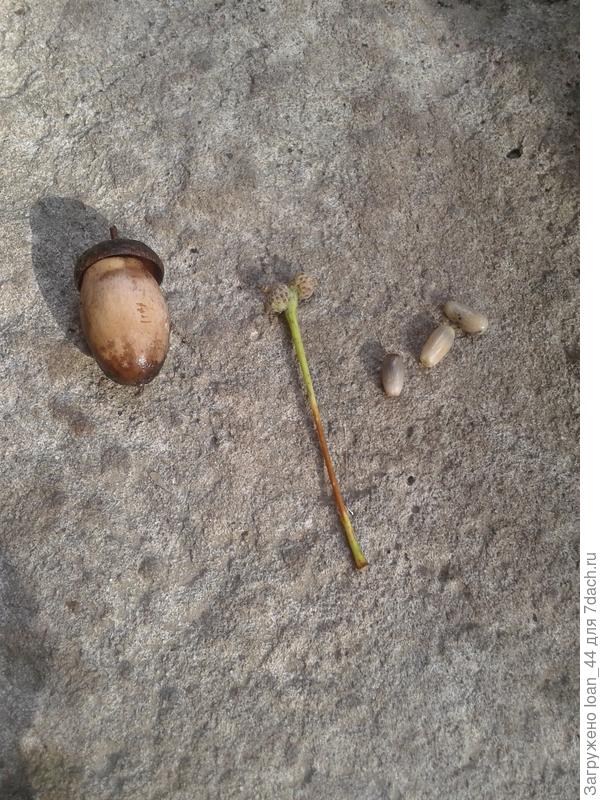 Вот прошлогодний желудь и этого года, и неопознанная падающая штука.