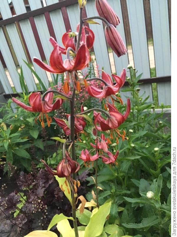 Клауди шрайд