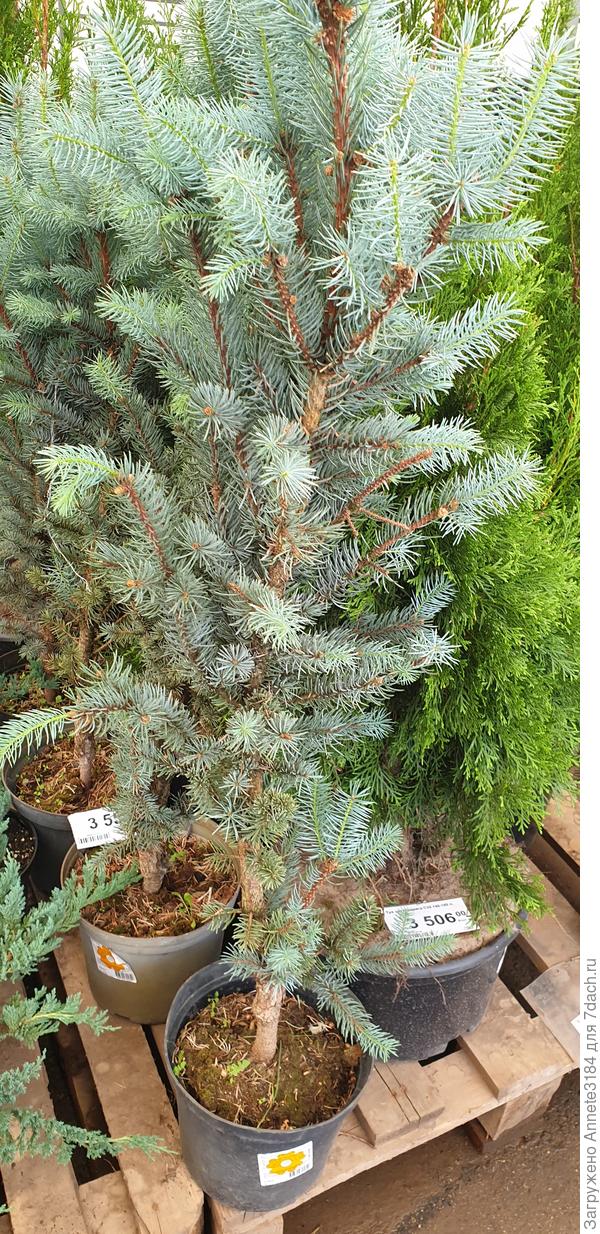 Ёлка Хупси из Леруа.