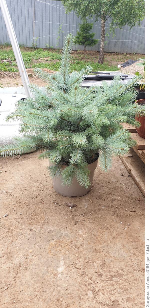 Моя ёлочка купленная в Оби