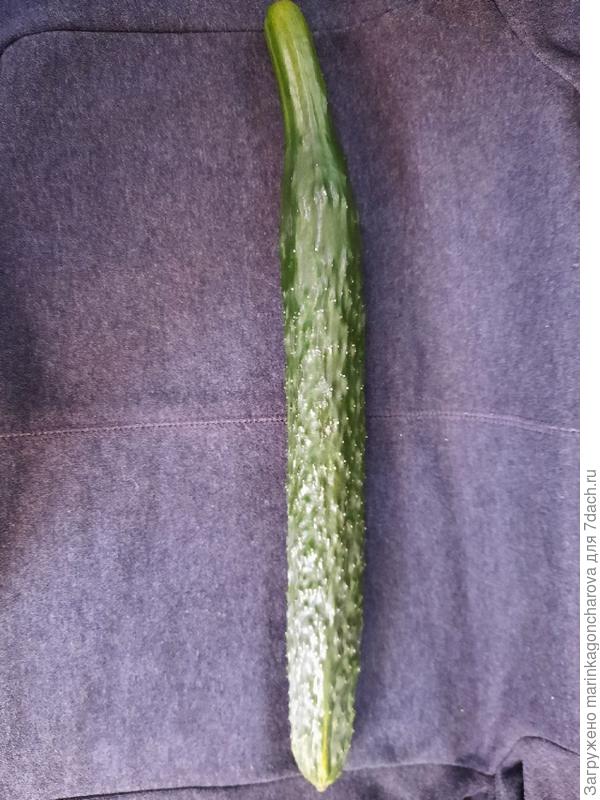 огурец от Русского огорода