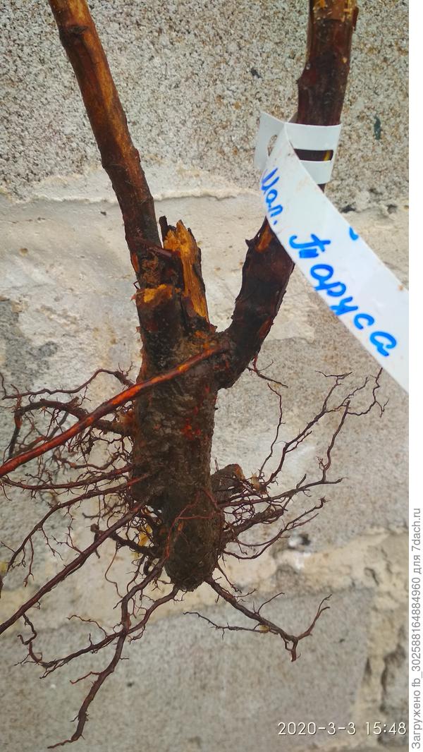 Посадочный материалл.