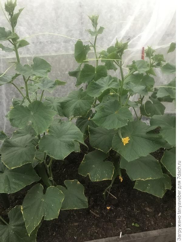 Фото кустов