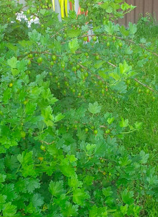 Донецкий крупноплодный