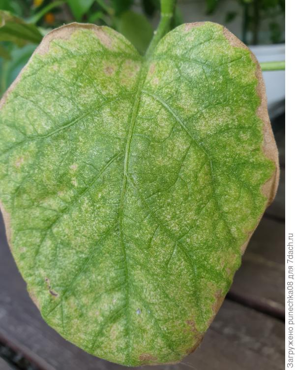 Лист баклажана
