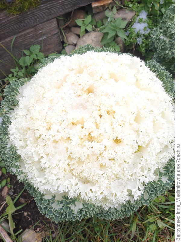 декоративная капуста