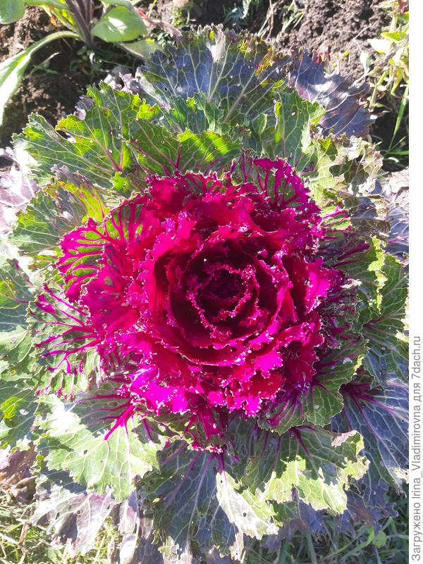 декоративная капуста