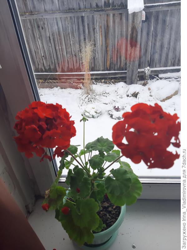 пеларгония