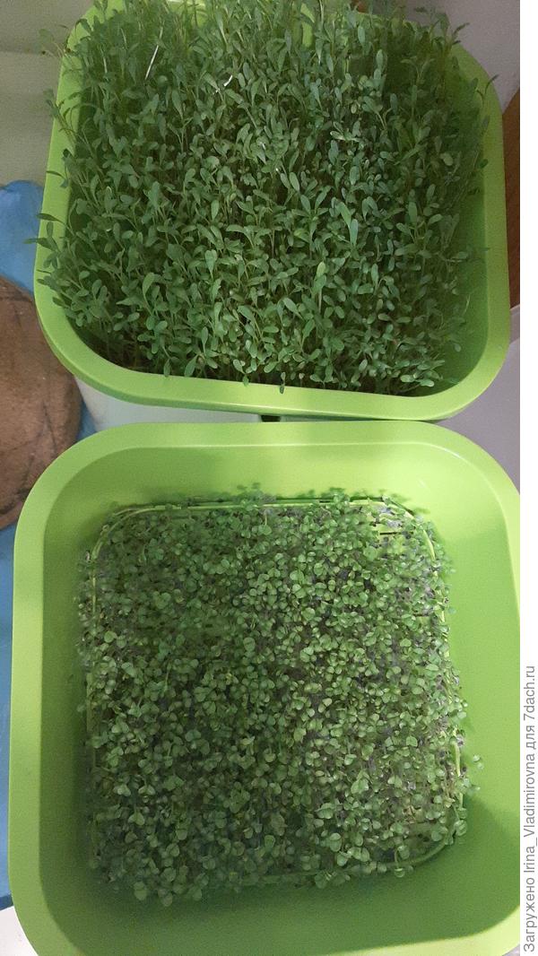 вот такие сейчас кресс-салат и базилик