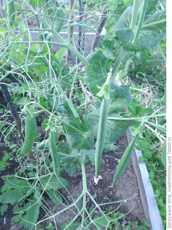 горох Дарунок