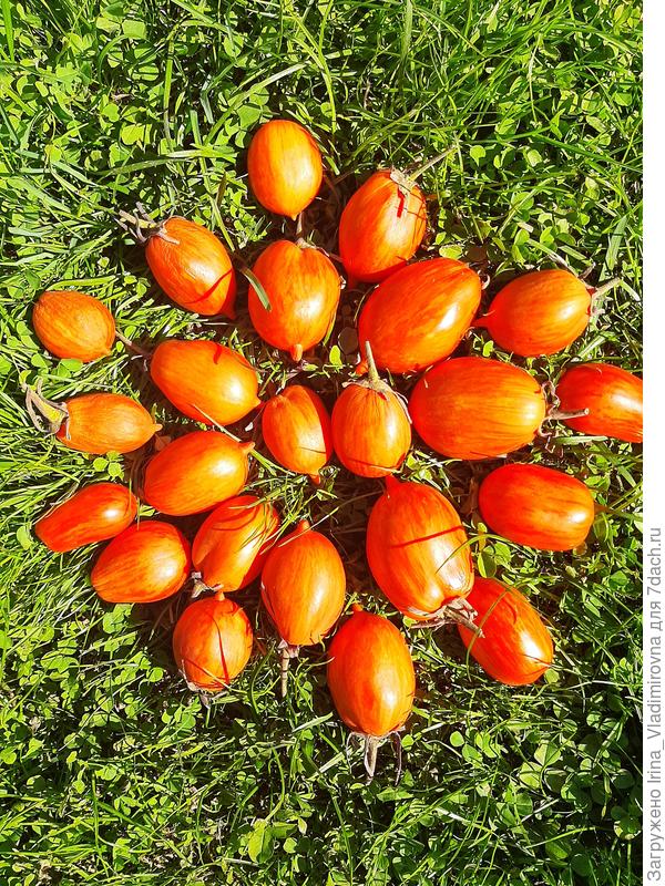 томат Римские каникулы